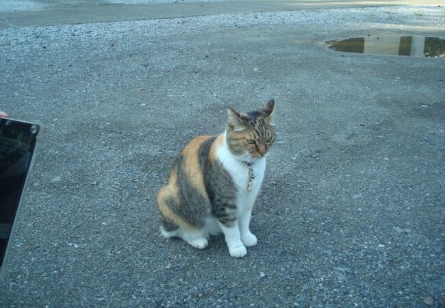 猫と花手水の前玉神社