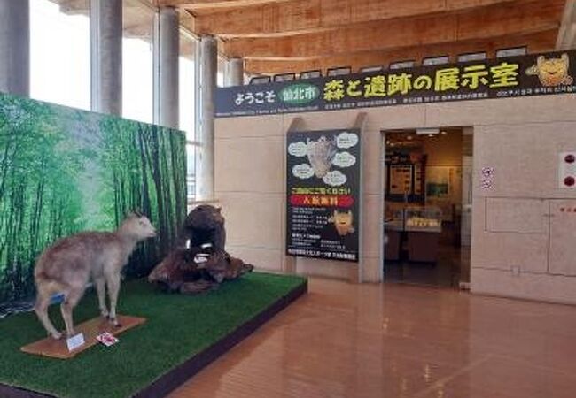 森と遺跡の展示室