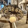 猫カフェ モカラウンジ 渋谷公園通り店