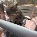 猫がお出迎え