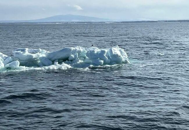 流氷には会えず