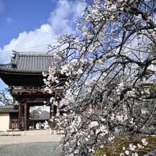 道明寺