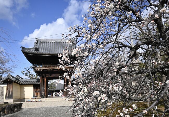 道明寺