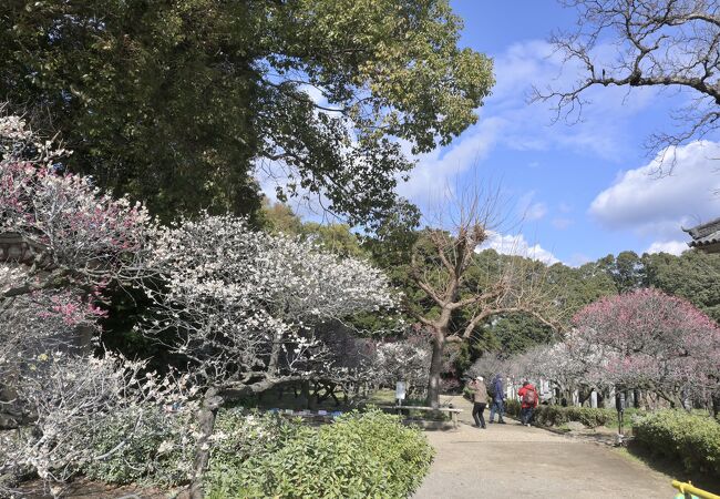 道明寺天満宮 例祭(梅花祭)