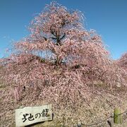 大きなしだれ梅の木がたくさんあり園内は薄紅色に染まっていました。