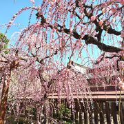 神社でしだれ梅を見ました。メジロも花に止まっていました。