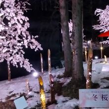 道の駅から会場に行く途中の夜桜