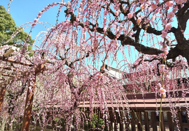神社でしだれ梅を見ました。メジロも花に止まっていました。