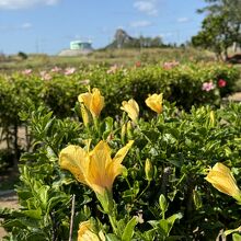 伊江島ハイビスカス園