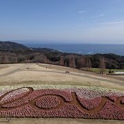 天空の花畑