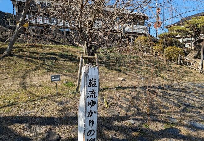 巌流ゆかりの柳