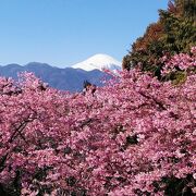 2月14日訪問、年々人気になっていきますね！まつだ桜まつり