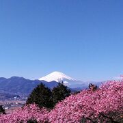 関東の富士見百景に選定されてる西平畑公園