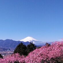 美しい富士山に河津桜