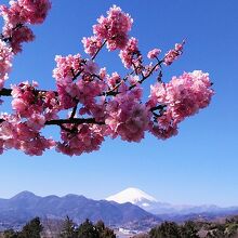 富士山と河津桜の綺麗に見えるスポットも数カ所あります