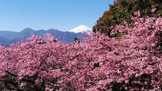 2月14日訪問、年々人気になっていきますね！まつだ桜まつり