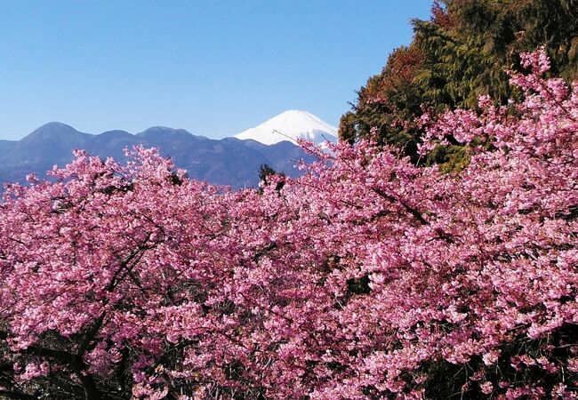 2月14日訪問、年々人気になっていきますね！まつだ桜まつり