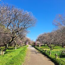 越谷梅林公園