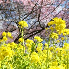 まつだ桜まつり