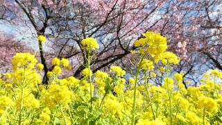 まつだ桜まつり