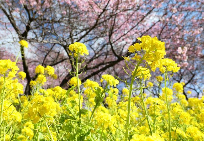 まつだ桜まつり