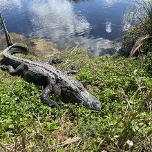 エバーグレーズ国立公園