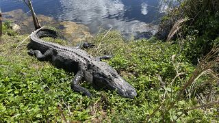 湿地に生きる多様な生物を見られる