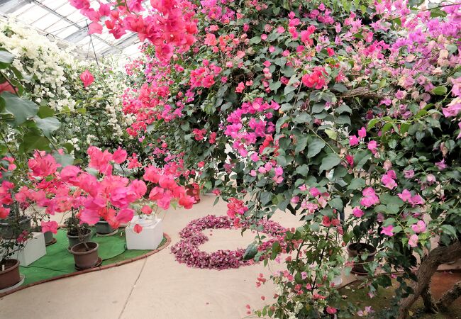 まさにブーゲンビリアの花園！