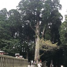 高さ3メートルある巨大な杉「御神木」