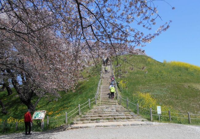 さきたま古墳公園、サクラなら丸墓山古墳