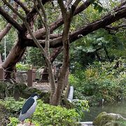 大安森林公園は都会の穴場バードウオッチングも出来ます