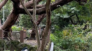 大安森林公園は都会の穴場バードウオッチングも出来ます