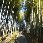 修善寺にも竹林の小径があるのです