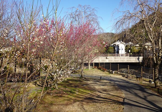 梅林の小径に続く静かで綺麗な公園