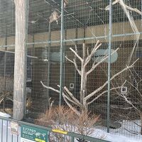 円山動物園 フクロウとタカの森