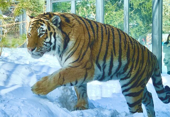 円山動物園 アジアゾーン 寒帯館