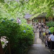 あいにくの雨でもあじさい寺には合ってる