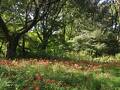 都立野川公園