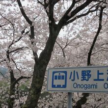 桜も咲いて