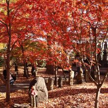 九品仏浄真寺