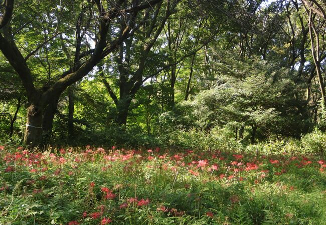 都立野川公園