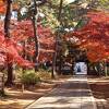 紅葉が思った以上にきれいでした。