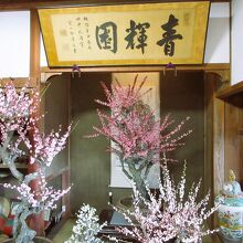 梅の盆栽が展示されています
