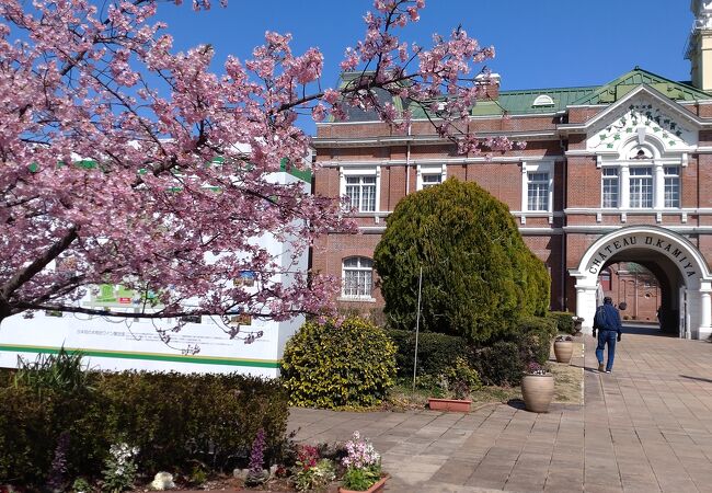 河津桜が満開でした。