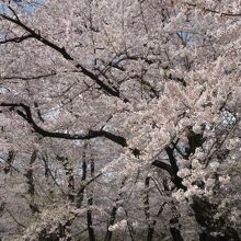 桜満開