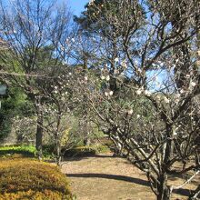 哲学堂公園梅林