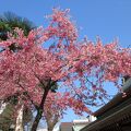 境内にはいろいろな花が咲いていました。３月１９日にしめかけ稲荷神社の大祭があります