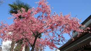 境内にはいろいろな花が咲いていました。３月１９日にしめかけ稲荷神社の大祭があります