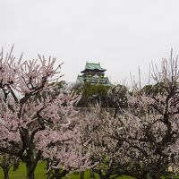 大阪城 梅林