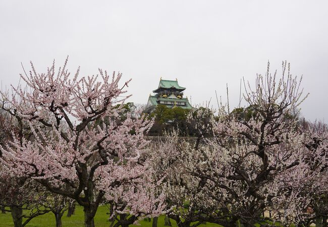 大阪城 梅林